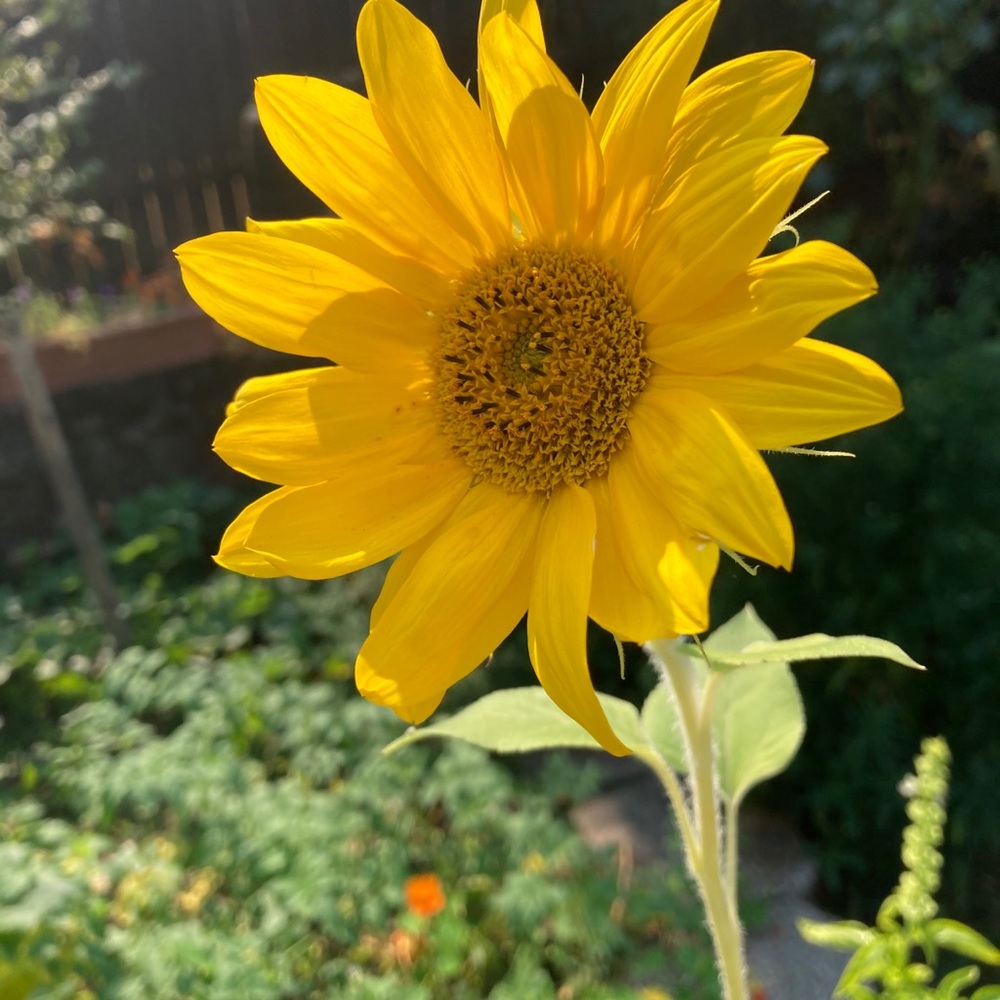 Meet your Posher, Lola